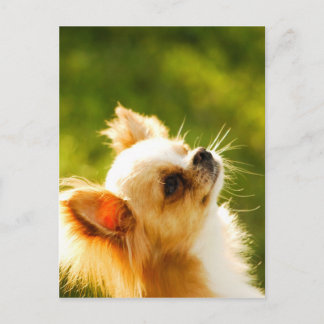 Postal Retrato de Chihuahua