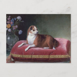 Postal Retrato de Chihuahua Vintage