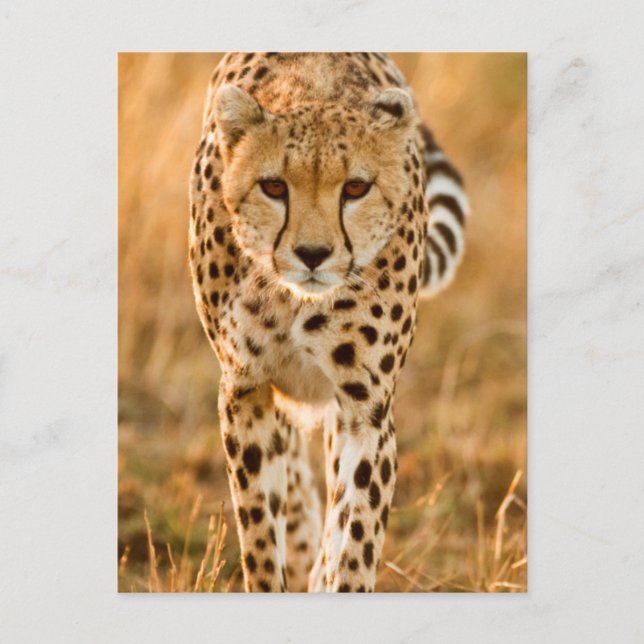 Postal Retrato de chita (Acinonyx Jubatus), Masai (Anverso)