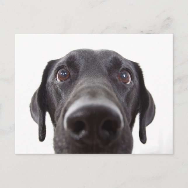 Postal Retrato de cierre del labrador negro (Anverso)