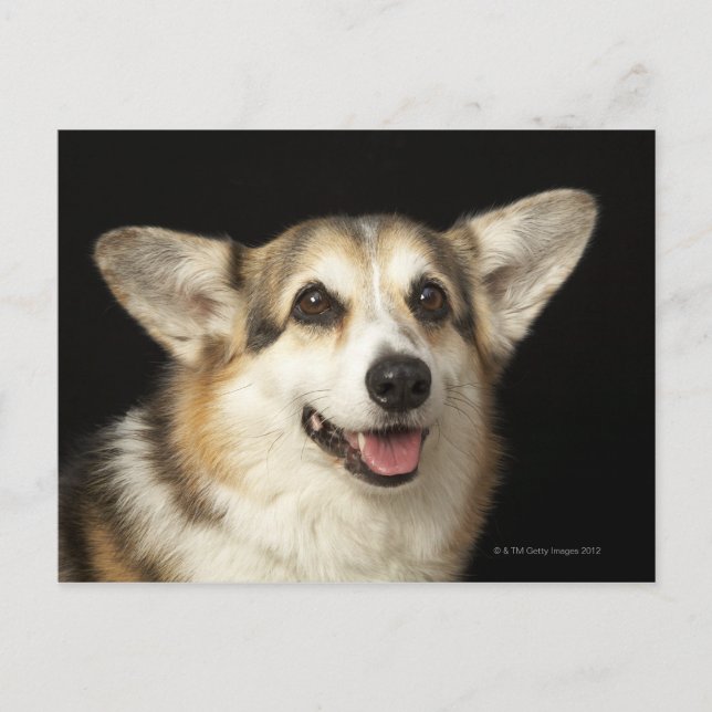 Postal Retrato de Corgi negro, marrón y blanco (Anverso)