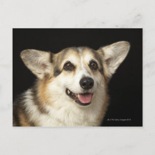 Postal Retrato de Corgi negro, marrón y blanco