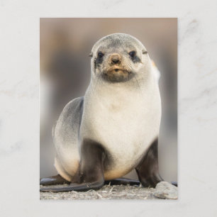 Postal Retrato de cría de foca en la playa