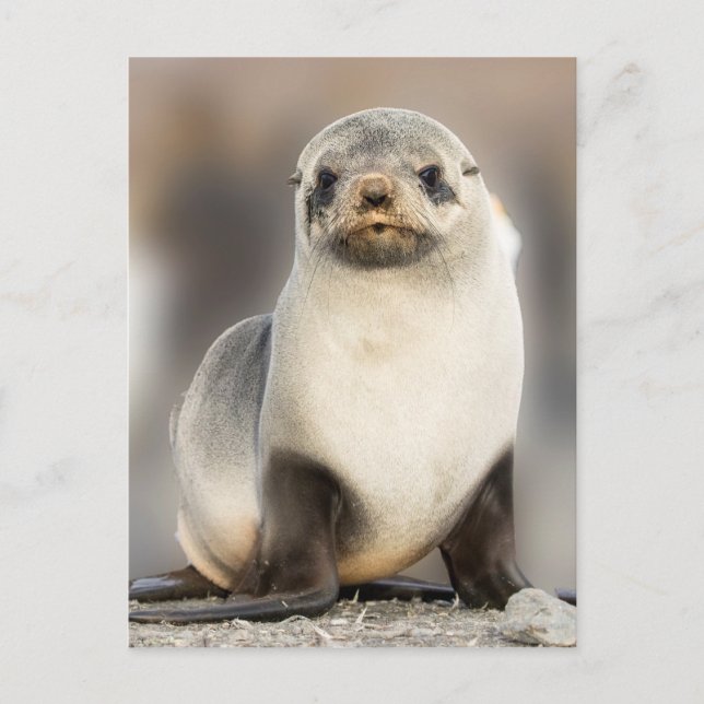 Postal Retrato de cría de foca en la playa (Anverso)
