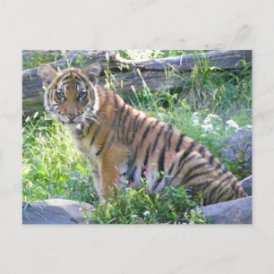 Postal Retrato de cubo de tigres 2