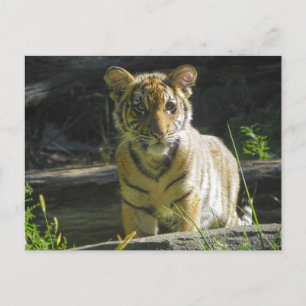 Postal Retrato de cubo de tigres 4