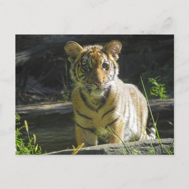 Postal Retrato de cubo de tigres 4 (Anverso)