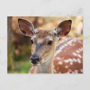 Postal Retrato de Deer Fawn