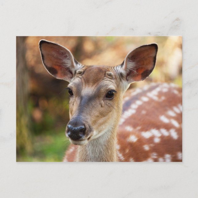 Postal Retrato de Deer Fawn (Anverso)