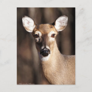 Postal Retrato de Doe de ciervo blanco de vida silvestre