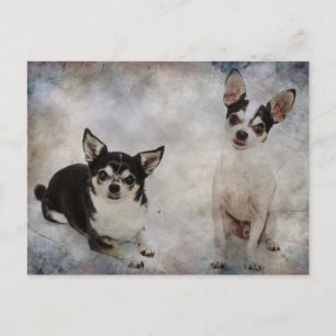Postal Retrato de dos chihuahuas