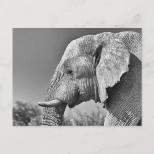 Postal Retrato de elefante