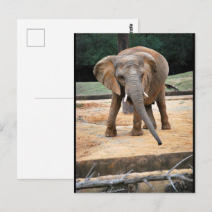 Postal Retrato de elefante africano