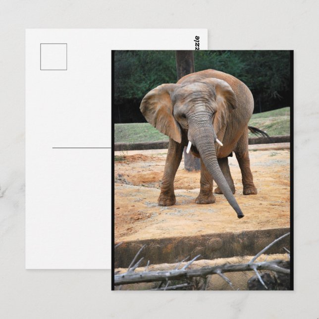 Postal Retrato de elefante africano (Anverso / Reverso)