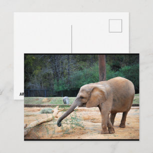 Postal Retrato de elefante africano en el parque