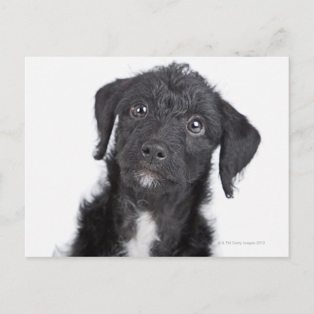 Postal Retrato de estudio de jack-a-doodle negro (Anverso)