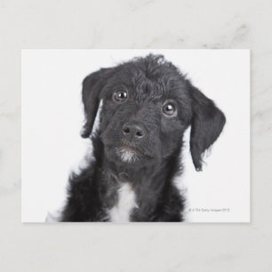 Postal Retrato de estudio de jack-a-doodle negro