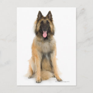 Postal Retrato de estudio de perro pastor belga