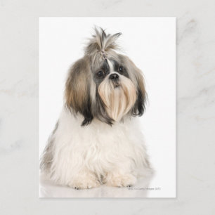 Postal Retrato de estudio de Shih Tzu