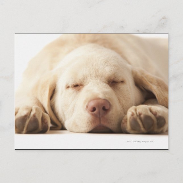 Postal Retrato de estudio de Yellow Labrador Retriever (Anverso)