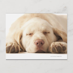 Postal Retrato de estudio de Yellow Labrador Retriever