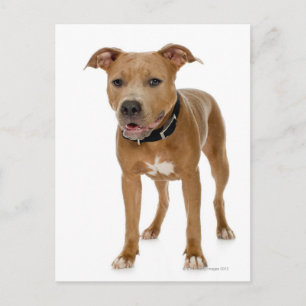 Postal Retrato de estudio del cachorro de cigalas america