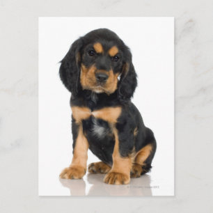 Postal Retrato de estudio del cachorro Rottweiler