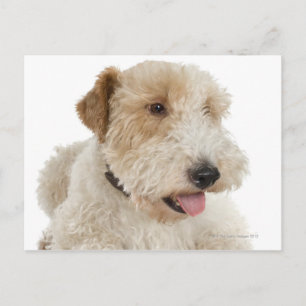 Postal Retrato de estudio del cachorro Wheaten terrier