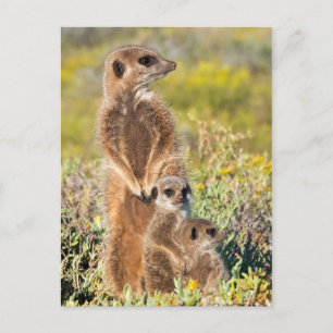 Postal Retrato de familia de suricatas