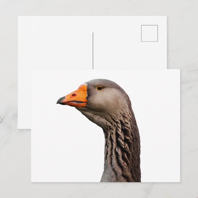 Postal Retrato de ganso (Anverso / Reverso)