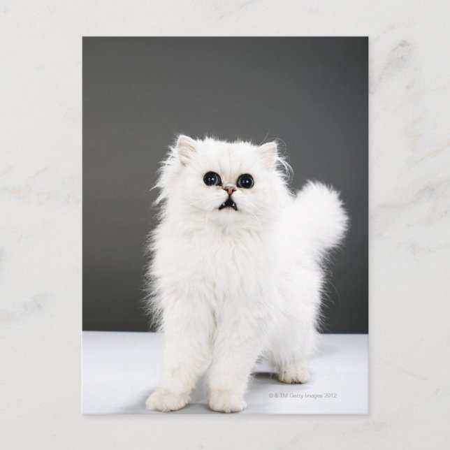 Postal Retrato de gatito (Anverso)