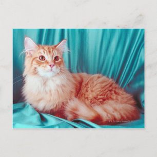 Postal Retrato de gato