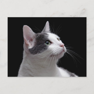 Postal Retrato de gato