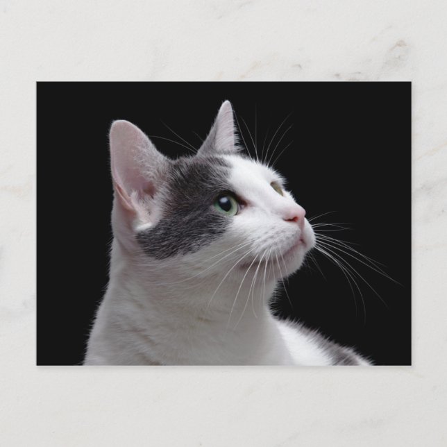 Postal Retrato de gato (Anverso)