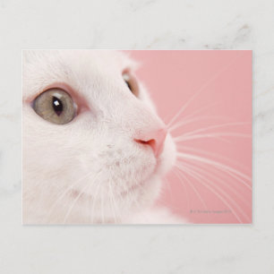 Postal Retrato de gato