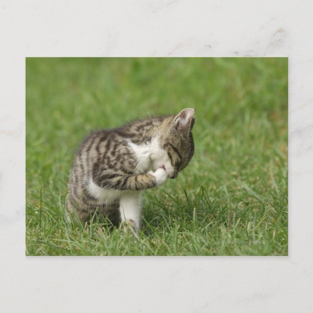 Postal Retrato de gato (Anverso)