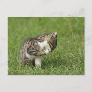 Postal Retrato de gato