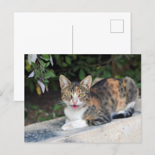 Postal Retrato de gato al aire libre