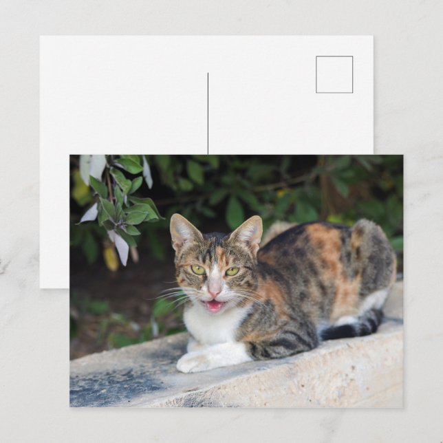 Postal Retrato de gato al aire libre (Anverso / Reverso)
