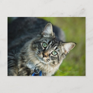 Postal Retrato de gato al aire libre