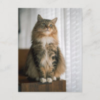 Retrato de gato atigrado de pelo largo y esponjoso