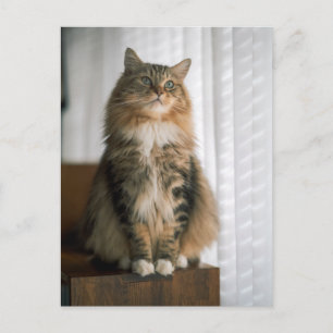 Postal Retrato de gato atigrado de pelo largo y esponjoso