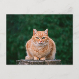 Postal Retrato de gato atigrado naranja en tocón de árbol