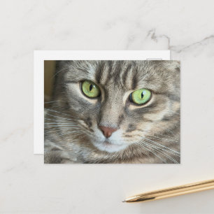 Postal Retrato de gato de ojos verdes esmeralda Fotografí