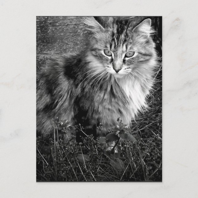 Postal Retrato de gato en blanco y negro (Anverso)
