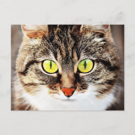 Postal Retrato de gato lindo de ojos grandes
