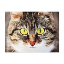 Retrato de gato lindo de ojos grandes
