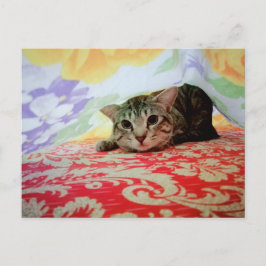 Postal Retrato De Gato Mascota En La Cama