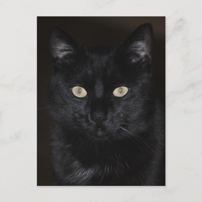 Postal Retrato de gato negro (Anverso)