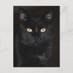 Postal Retrato de gato negro